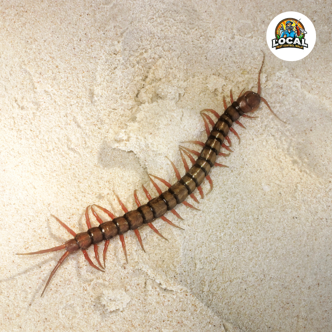 Centipede Control